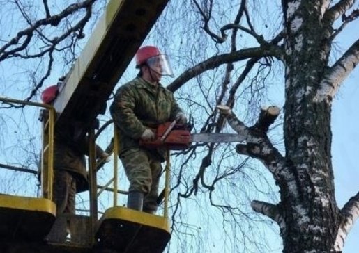 Спил и вырубка деревьев стоимость услуг и где заказать - Владикавказ