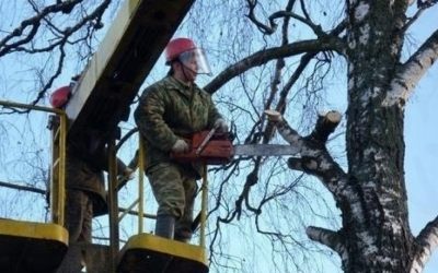 Спил и вырубка деревьев - Владикавказ, цены, предложения специалистов