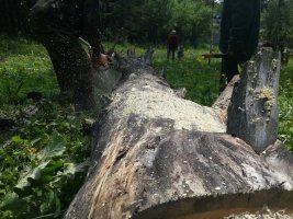 Спил и вырубка деревьев, корчевание пней стоимость услуг и где заказать - Владикавказ